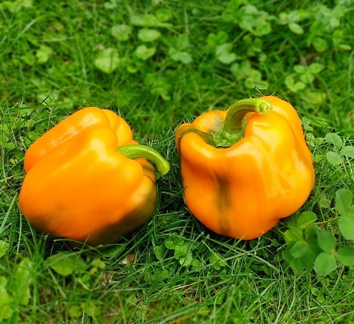 Bell Pepper  Golden Star of the East F1